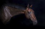 English Thoroughbred portrait