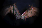 English Thoroughbred portrait