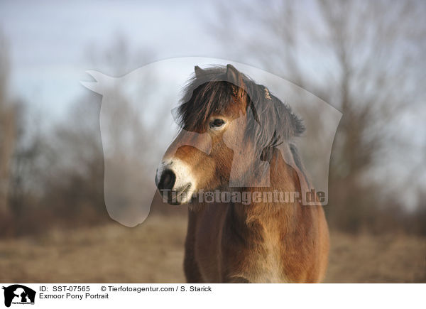Exmoor-Pony Portrait / Exmoor Pony Portrait / SST-07565