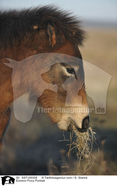 Exmoor-Pony Portrait / Exmoor Pony Portrait / SST-09308