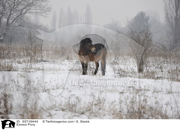 Exmoor-Pony / Exmoor Pony / SST-09444