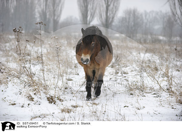 walking Exmoor-Pony / SST-09451