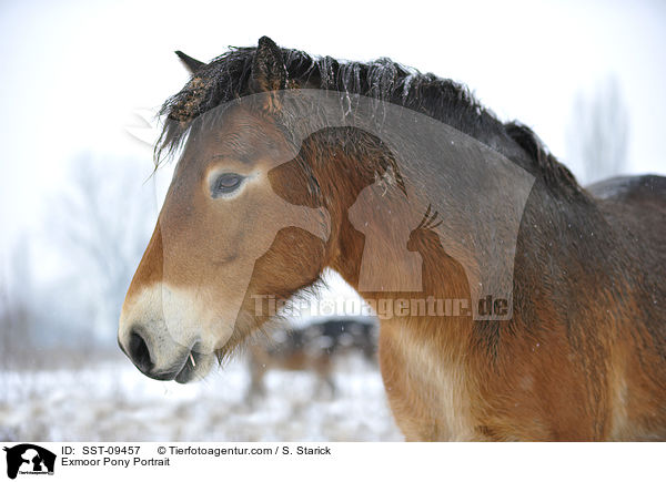 Exmoor-Pony Portrait / Exmoor Pony Portrait / SST-09457