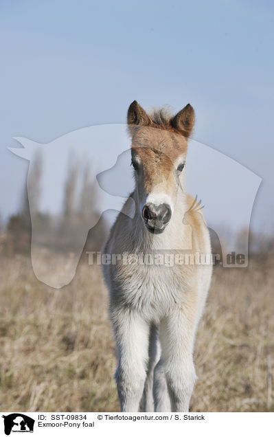 Exmoor-Pony Fohlen / Exmoor-Pony foal / SST-09834