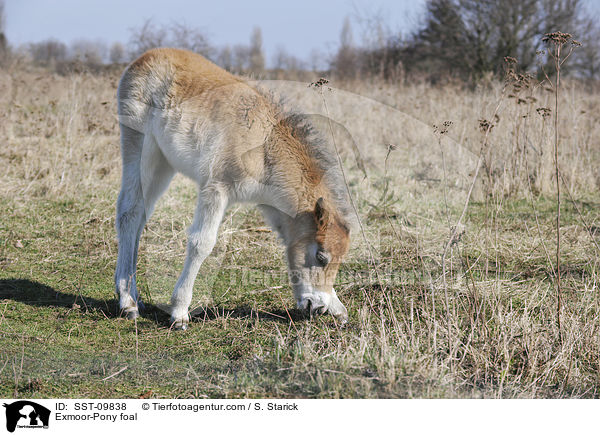 Exmoor-Pony foal / SST-09838