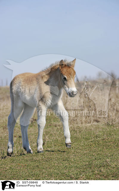 Exmoor-Pony foal / SST-09848