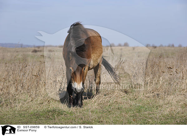 Exmoor Pony / SST-09859
