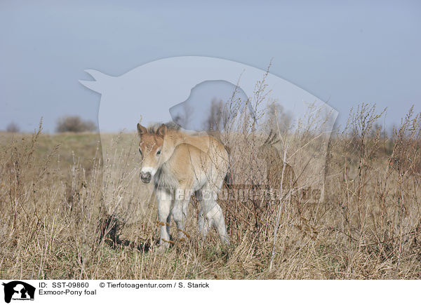 Exmoor-Pony foal / SST-09860