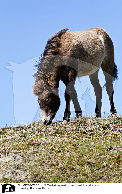 browsing Exmoor-Pony / MBS-07560