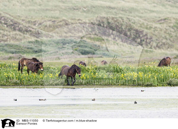 Exmoor Ponies / MBS-11050