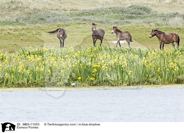 Exmoor Ponies / MBS-11053