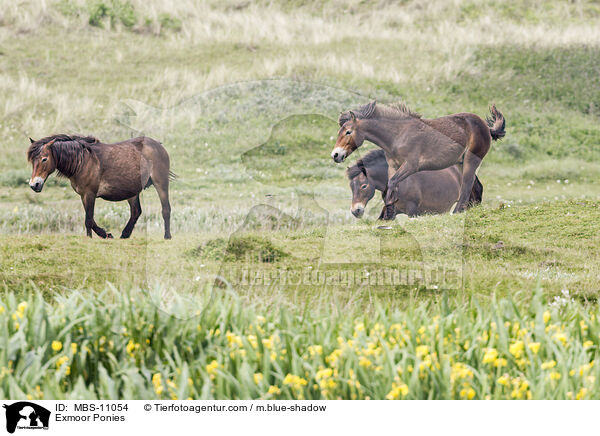 Exmoor Ponies / MBS-11054