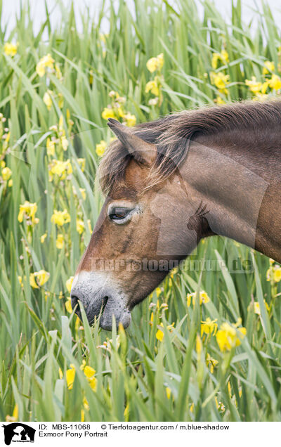 Exmoor Pony Portrait / MBS-11068