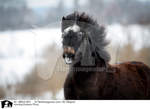running Exmoor Pony / MW-01857