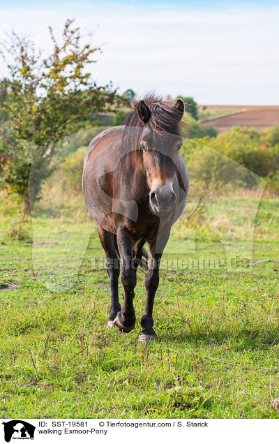 laufendes Exmoor-Pony / walking Exmoor-Pony / SST-19581