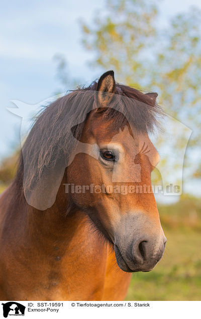 Exmoor-Pony / SST-19591