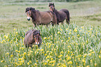 Exmoor Ponies
