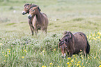 Exmoor Ponies