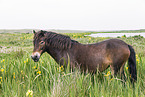 Exmoor Pony