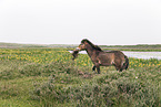 walking Exmoor Pony