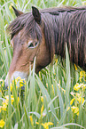 Exmoor Pony Portrait