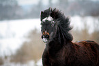 running Exmoor Pony