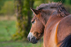 Exmoor-Pony