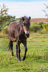 walking Exmoor-Pony