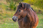 Exmoor-Pony