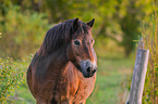 Exmoor-Pony