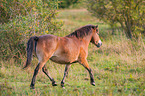 trotting Exmoor-Pony