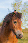 Exmoor-Pony