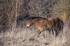 walking Exmoor Pony