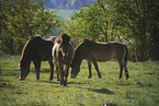 Exmoor Ponys on a meadow