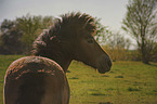 Exmoor Pony