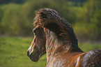 Exmoor Pony portrait