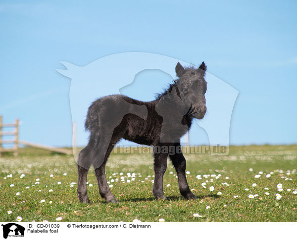 Falabella Fohlen / Falabella foal / CD-01039
