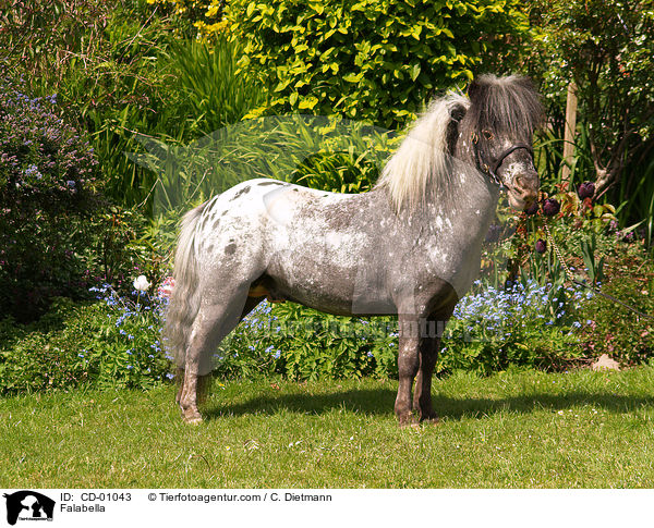 Falabella / Falabella / CD-01043
