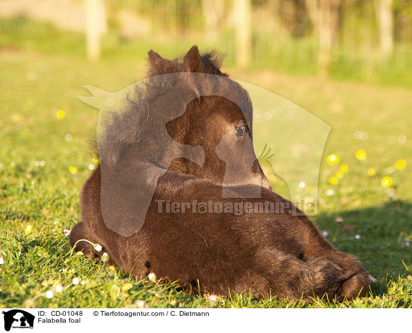Falabella Fohlen / Falabella foal / CD-01048