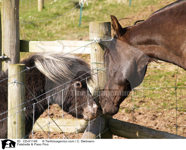 Falabella & Paso Fino / Falabella & Paso Fino / CD-01146