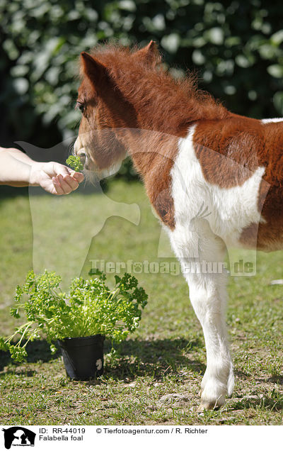Falabella Fohlen / Falabella foal / RR-44019