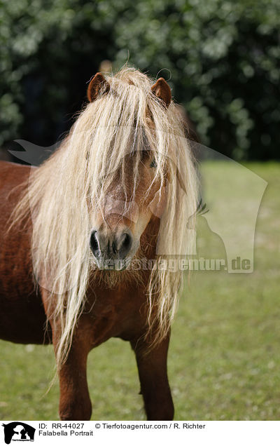 Falabella Portrait / Falabella Portrait / RR-44027
