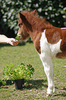 Falabella foal
