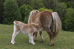 Falabella foal with mother