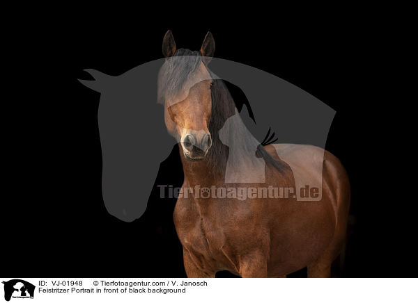 Feistritzer Portrait in front of black background / VJ-01948