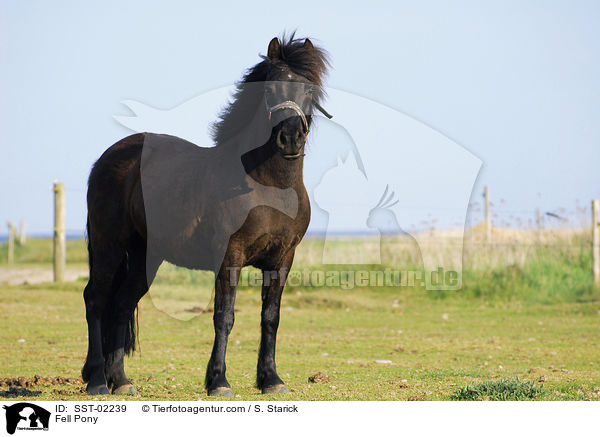 Fellpony / Fell Pony / SST-02239