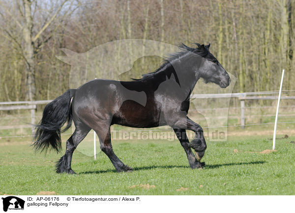 galoppierendes Fellpony / galloping Fellpony / AP-06176