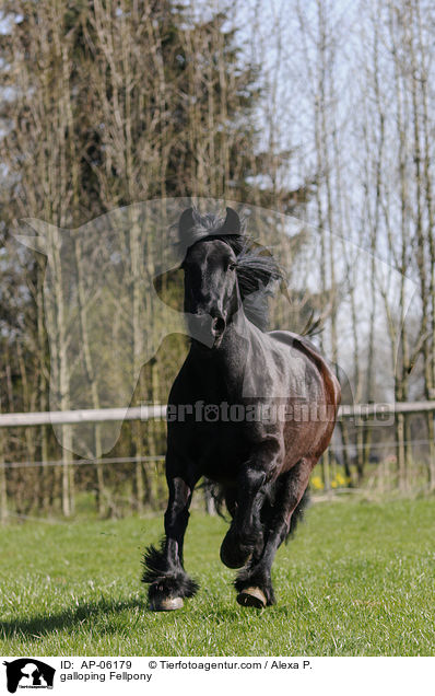 galoppierendes Fellpony / galloping Fellpony / AP-06179
