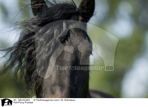 Fellpony / Fell Pony Portrait / NS-02383