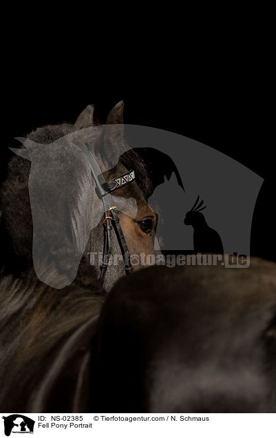 Fellpony Portrait / Fell Pony Portrait / NS-02385